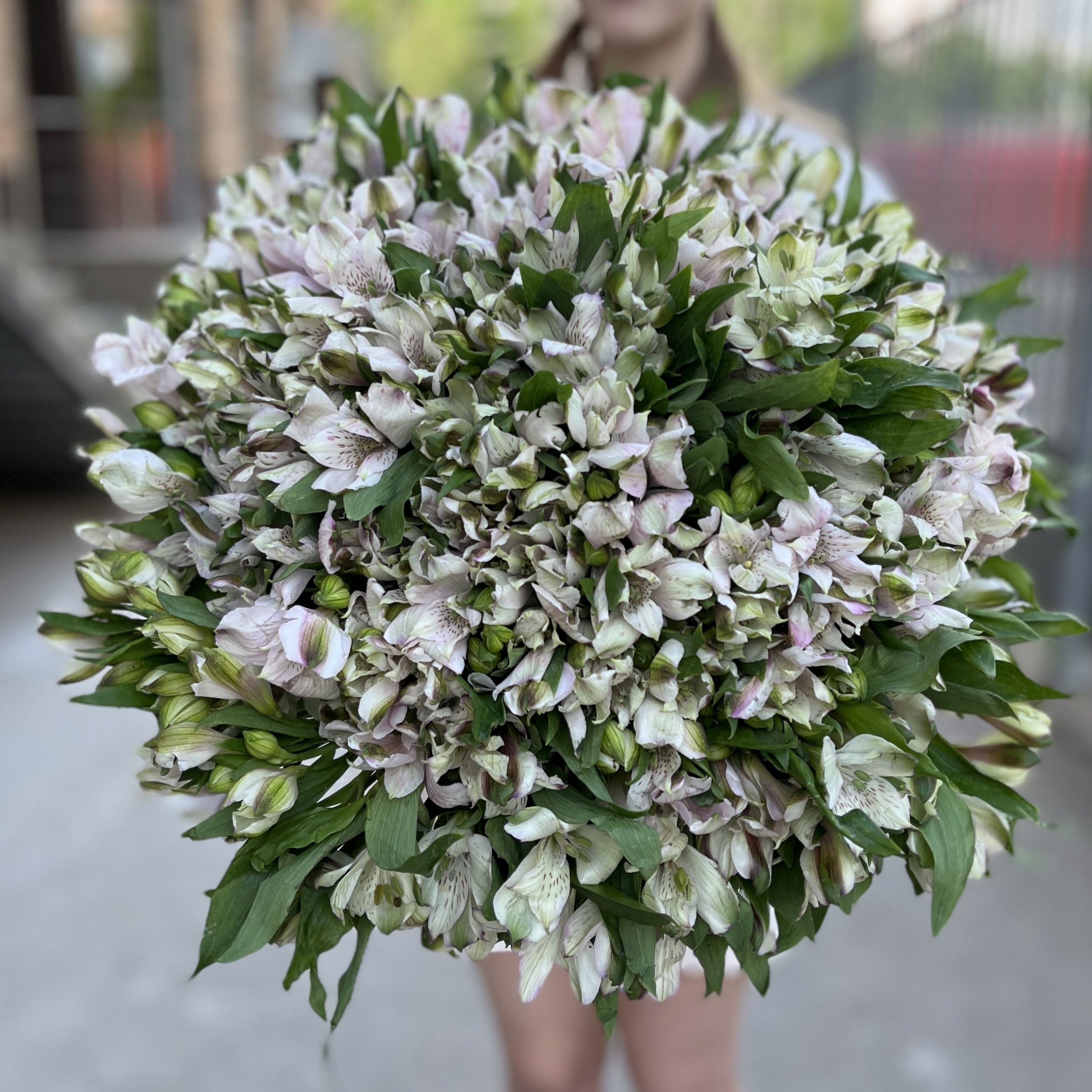 101 бело-фиолетовая альстромерия